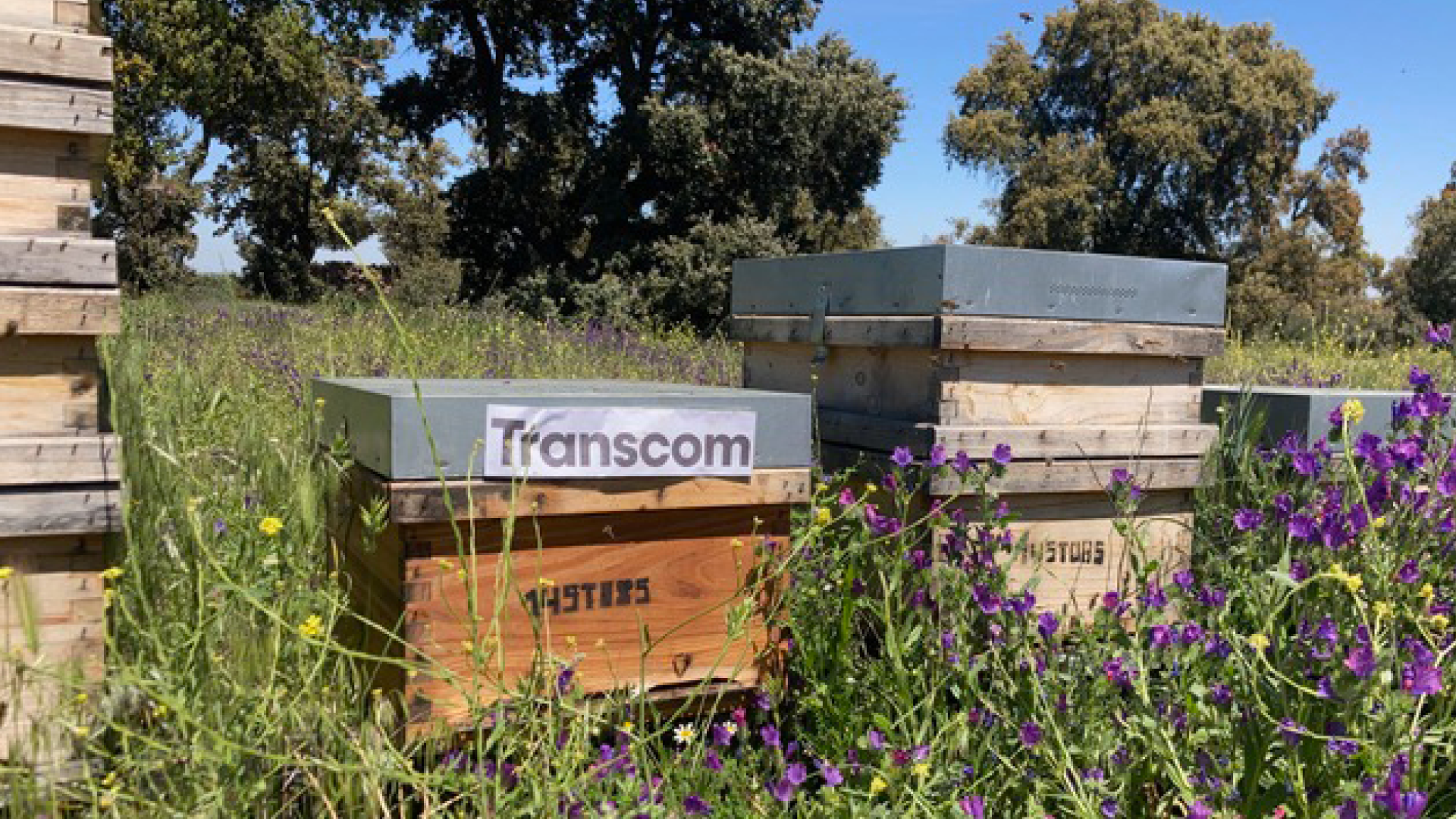 Honeycomb with Transcom logo