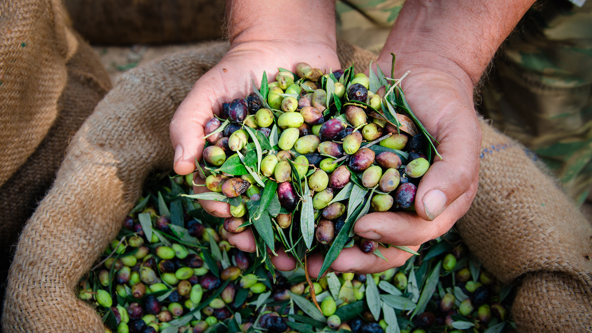 Hands holding olives